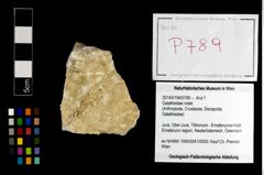 Foto (Objekt + Etikett) von Galatheidae indet.  (NHMW-GEO-2014-0194-0789)